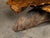 Rustic Live Edge Redwood America Coffee Table with Rustic Character, Vintage For Sale - Image 3 of 12