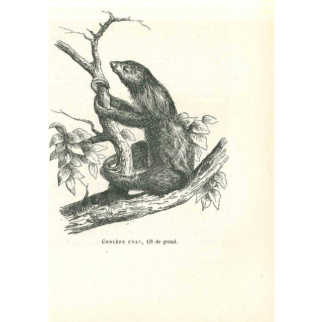 Cholepe Unau is an original lithograph on ivory-colored paper, realized by Paul Gervais (1816-1879). The artwork is from...