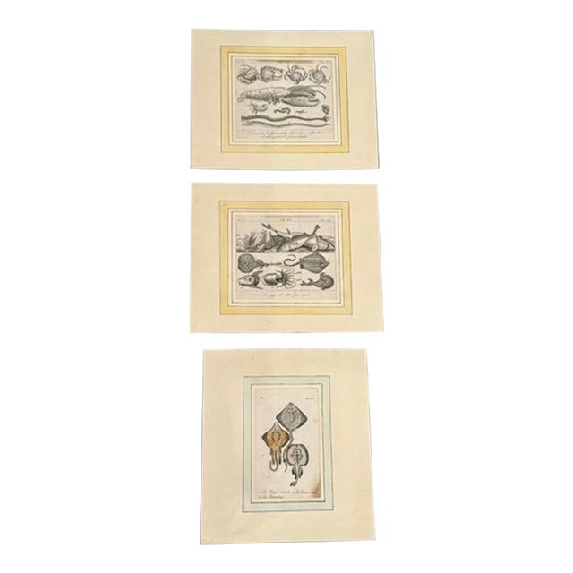 Lot of 3 Antique Italian Natural History Fish & Ray Engravings, Hand Colored, Matted For Sale