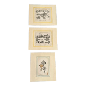 Lot of 3 Antique Italian Natural History Fish & Ray Engravings, Hand Colored, Matted