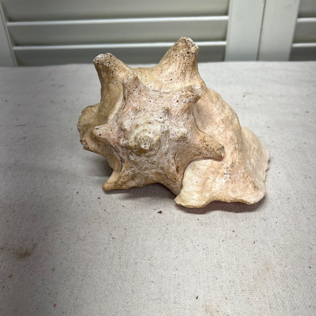 Mid 20th Century Vintage Natural Conch Shell For Sale - Image 5 of 7