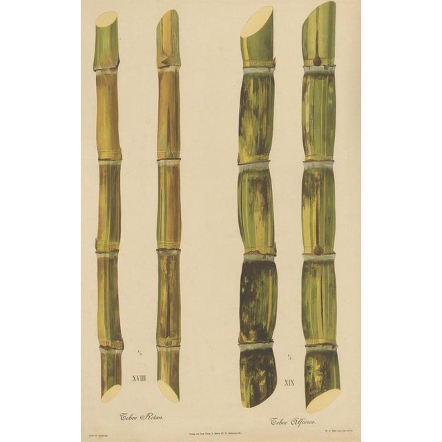 Antique sugarcane chromolithograph, teboe rotan and teboe alfoere, 1892 this large chromolithographic plate illustrates...