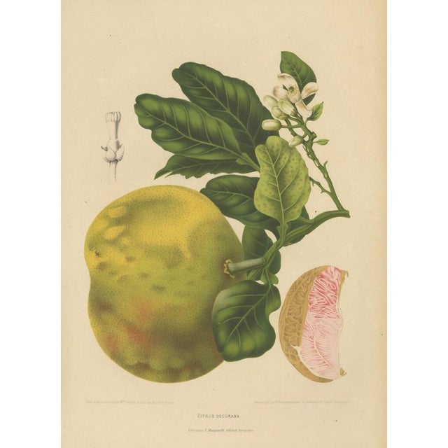 Berthe Hoola van Nooten, Grapefruit (Citrus decumana), 1880, Chromolithograph For Sale - Image 3 of 9