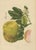 Berthe Hoola van Nooten, Grapefruit (Citrus decumana), 1880, Chromolithograph For Sale - Image 3 of 9