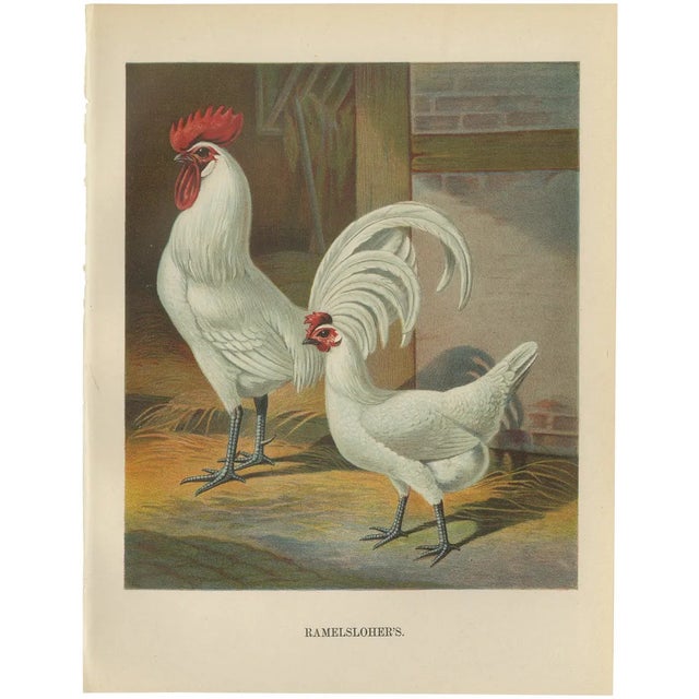 Christian Förster, The Distinguished Ramelsloher Chicken, 1888, Lithograph, Print For Sale