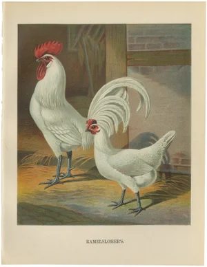 Christian Förster, The Distinguished Ramelsloher Chicken, 1888, Lithograph, Print