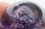 Glass Eye Studio Ges Purple Passion Flower Dichroic Art Egg Paperweight 5194b For Sale - Image 11 of 14