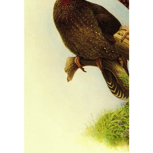 Realism 1995 Birds of China "Satyr Tragopan" Salesman Portfolio Sample Print by J F Lansdowne For Sale - Image 3 of 6