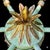 Chinoiserie Vintage Palm Beach Regency “The Phillipe” Faux Bamboo Chandelier “- Newly Painted For Sale - Image 3 of 13