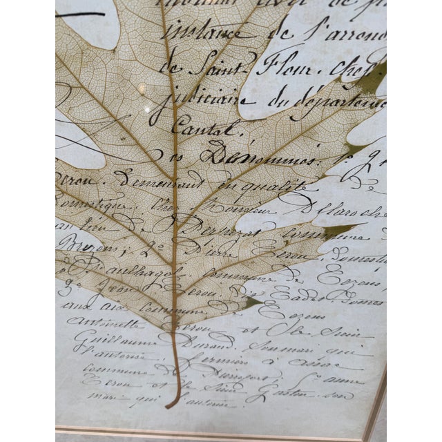 Botanical Collection Plates, Set of Two For Sale - Image 9 of 12