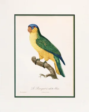 1960s French Bird Print, Jacques Barraband, the Blue-Capped Parrot