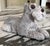 1981 Sandicast Schnauzer Figure For Sale - Image 10 of 15