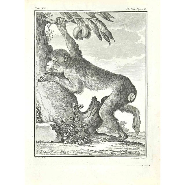 Louis Legrand, Papion, Etching, 1771 For Sale
