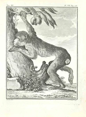 Louis Legrand, Papion, Etching, 1771