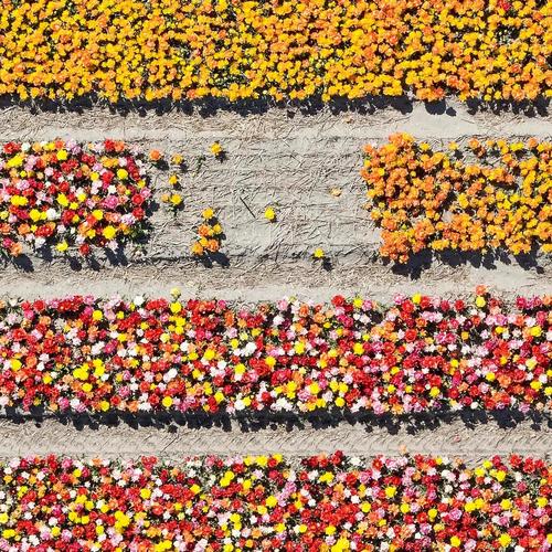 Contemporary Bernhard Lang, AV_Tulip_Fields_016, Photographic Print For Sale - Image 3 of 12