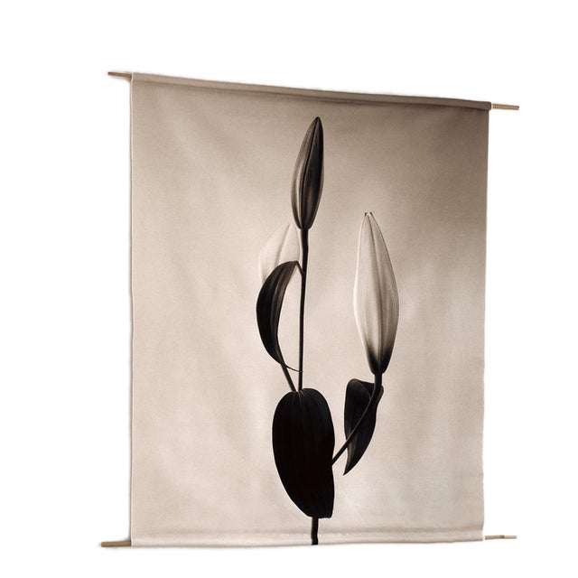 Ugne Pouwell, Lilly, 2022, Photography For Sale