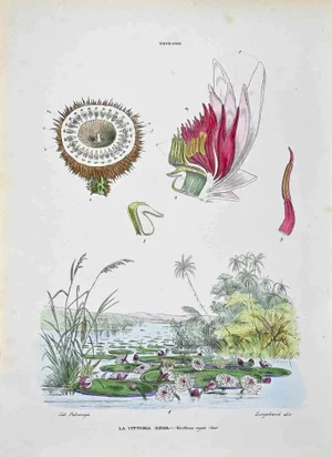Vincenzo Tenore, The Nymphaeae, Lithograph, 1870s