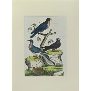 Johann Friedrich Naumann, Wood Pigeon, Etching, 1840 For Sale