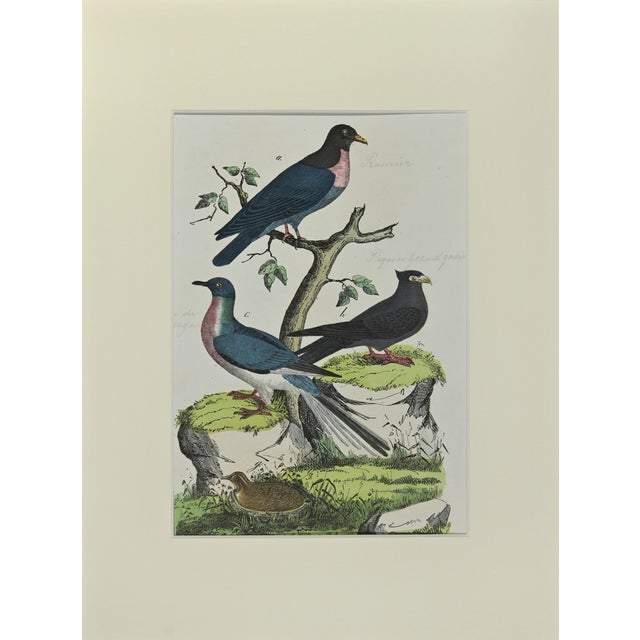 Johann Friedrich Naumann, Wood Pigeon, Etching, 1840 For Sale