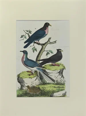 Johann Friedrich Naumann, Wood Pigeon, Etching, 1840