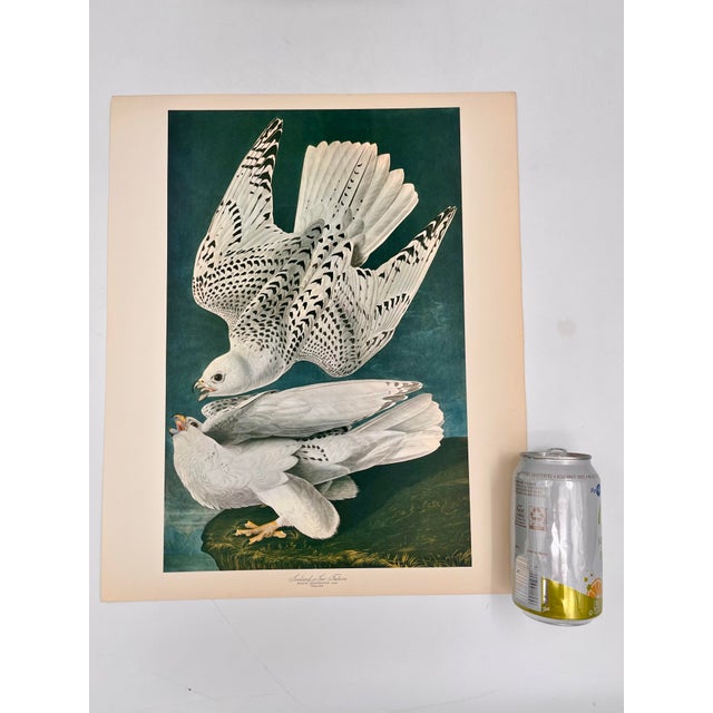 Audubon Bird Print – “Iceland or Tee Falcon”, 1964 Abrams Folio – Vintage Ornithology Art 1964 print from "The Audubon...