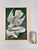Audubon Bird Print – “Iceland or Tee Falcon”, 1964 Abrams Folio – Vintage Ornithology Art 1964 print from "The Audubon...