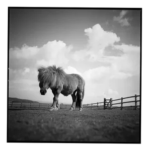Paul Cooklin, Billy, Silver Gelatin Photograph, Limited Edition of 10