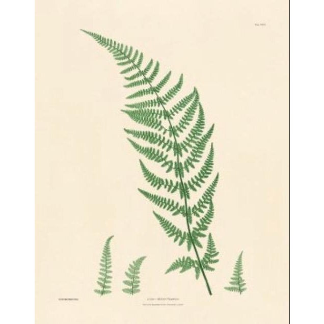 Illustration Botanical Ferns by Henry Bradbury- Plates 25 & 26 - Set of 2 For Sale - Image 3 of 3