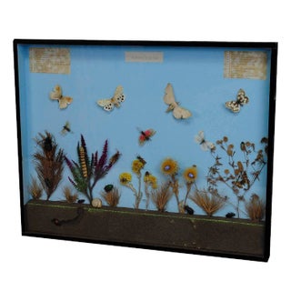 A Great Vintage School Teaching Display of the Insects of the Heath For Sale
