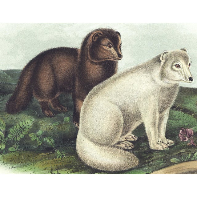 Original first edition Audubon stone lithograph from "The Viviparous Quadrupeds of North America", octavo edition, printed...
