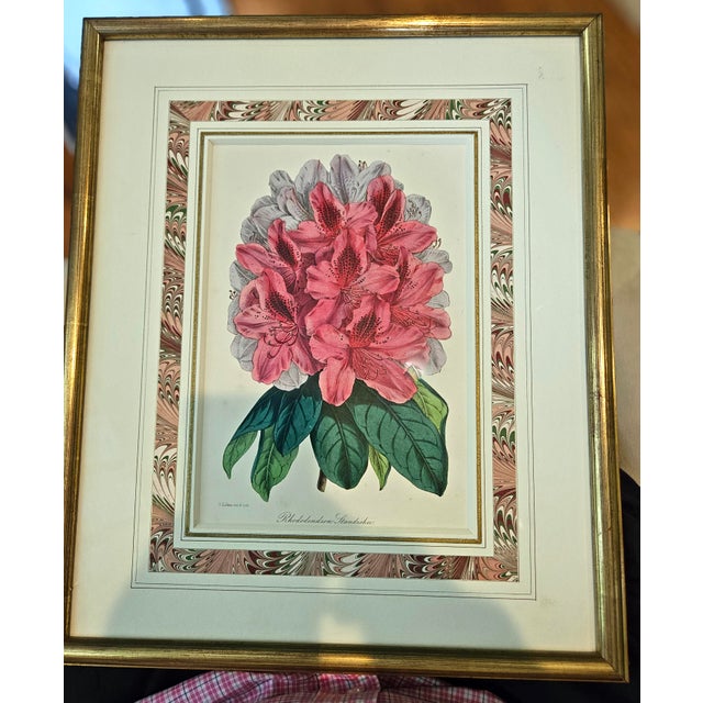 Red Antique Botanical Prints by Sir Joseph Paxton From the Magazine of Botany For Sale - Image 8 of 17
