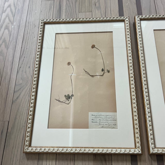 Pair of Original Antique Pressed Flower Herbarium Specimens With Gustavian Swedish Style Frames For Sale - Image 4 of 5