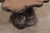 Mid 20th Century Live-Edge Cypress Wood Small Coffee Table For Sale - Image 4 of 12