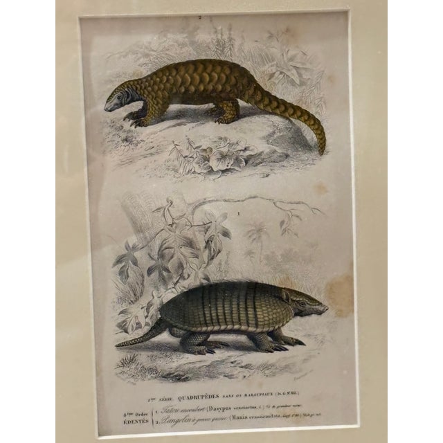 Realism Framed 19th C Hand Colored Engravings of Insects, Reptiles and Shells For Sale - Image 3 of 9