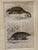 Realism Framed 19th C Hand Colored Engravings of Insects, Reptiles and Shells For Sale - Image 3 of 9