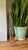 Green Large Glass Galileo Thermometer 24.5" Tall For Sale - Image 8 of 8