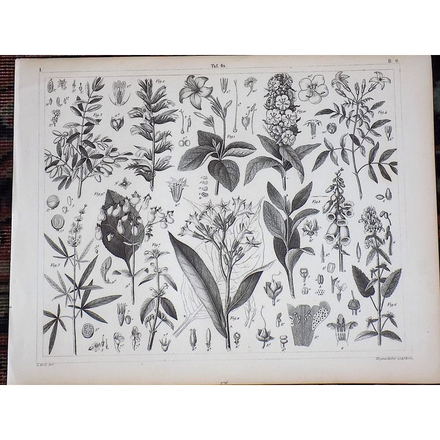 Mid 19th Century Antique 19th Century Sea Shells & Botanical Lithographs - Set of 4 For Sale - Image 5 of 6