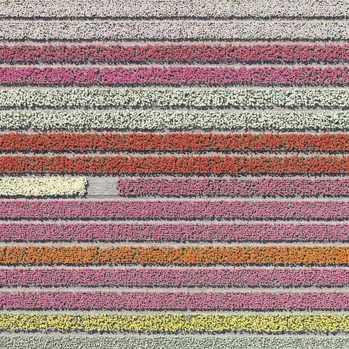 Bernhard Lang, av_tulip_fields_028: Aerial View, Limited Edition Photograph For Sale
