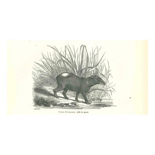 Paul Gervais, Tapir Pinchaque, 1854, Lithograph For Sale