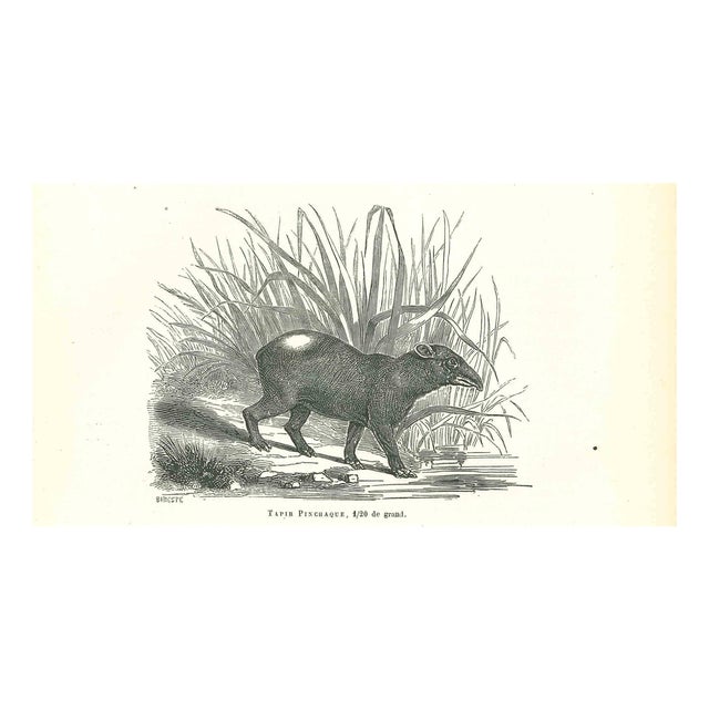 Paul Gervais, Tapir Pinchaque, 1854, Lithograph For Sale