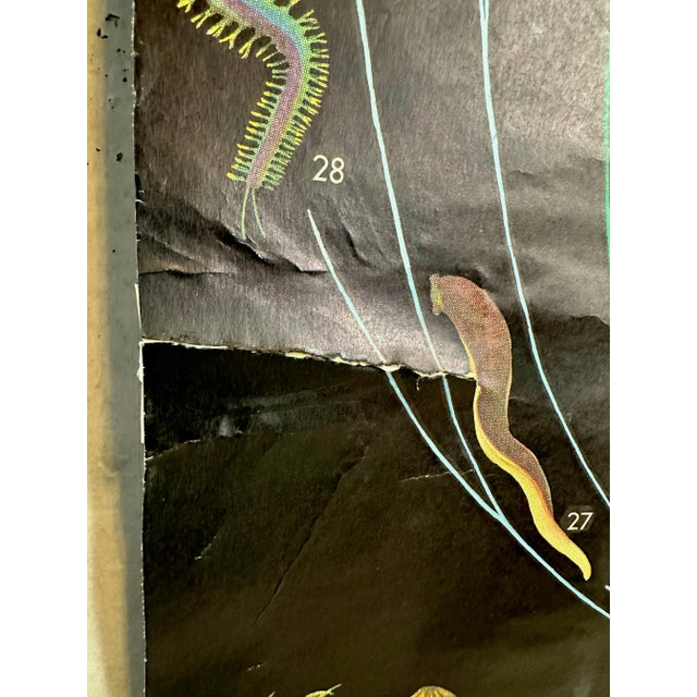 Vintage Linen School Chart, 1930s For Sale - Image 4 of 16