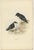 Antique bird print titled 'Little Auk'. Old bird print depicting the Little Auk. This print originates from 'Birds of...