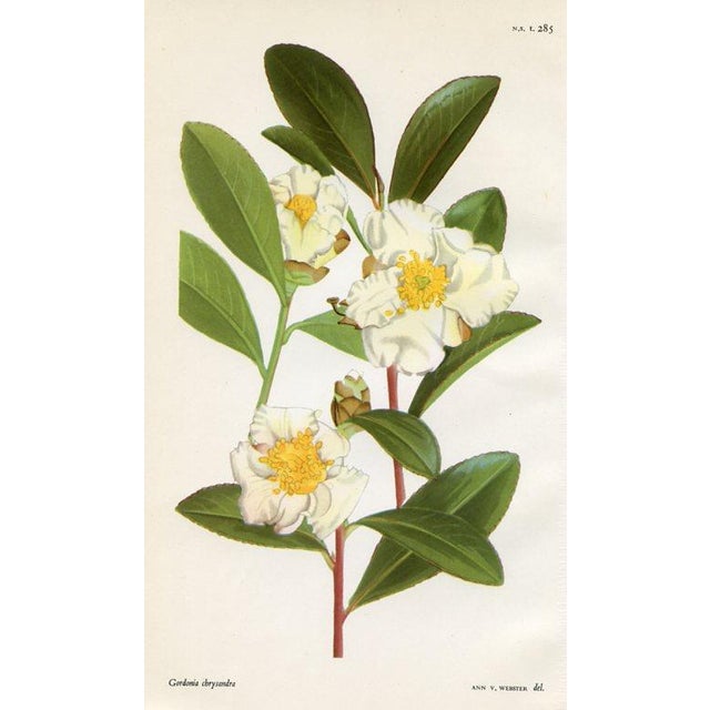 Set of 4 original vintage botanical prints published in England in the 1950s in "Curtis's Botanical Magazine". Curtis is...