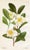 Set of 4 original vintage botanical prints published in England in the 1950s in "Curtis's Botanical Magazine". Curtis is...