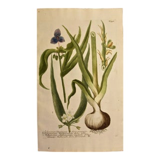Weinmann 18th Century Hand Colored Botanical Engraving "Ephemerum Virginianum", 1736 For Sale