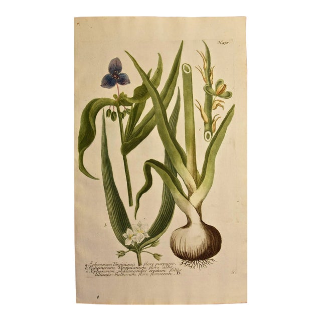 Weinmann 18th Century Hand Colored Botanical Engraving "Ephemerum Virginianum", 1736 For Sale