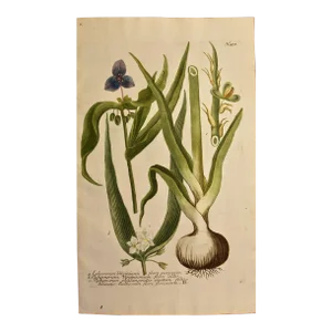 Weinmann 18th Century Hand Colored Botanical Engraving "Ephemerum Virginianum", 1736