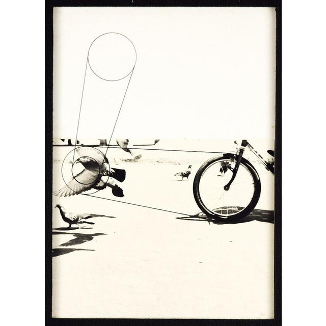 Pino Settanni, Birds, 1970s, Photography, Framed For Sale