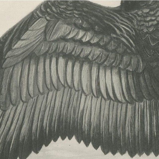 After Lilian Medland, Shag, 1909, Print For Sale - Image 4 of 9