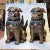 Wood Very Large Chinese or Japanese Carved Wooden Fu Lions - A Pair For Sale - Image 7 of 12